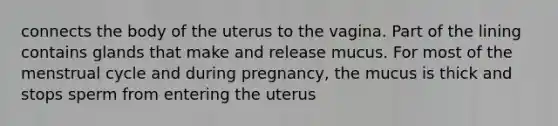 connects the body of the uterus to the vagina. Part of the lining contains glands that make and release mucus. For most of the menstrual cycle and during pregnancy, the mucus is thick and stops sperm from entering the uterus