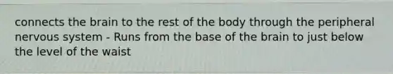 connects the brain to the rest of the body through the peripheral nervous system - Runs from the base of the brain to just below the level of the waist
