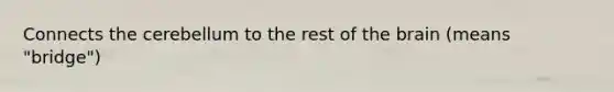 Connects the cerebellum to the rest of the brain (means "bridge")