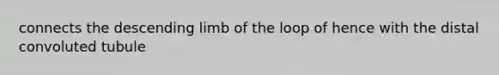 connects the descending limb of the loop of hence with the distal convoluted tubule