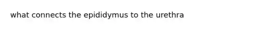 what connects the epididymus to the urethra