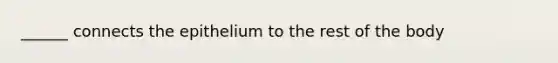 ______ connects the epithelium to the rest of the body