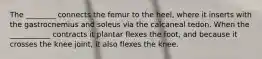 The ________ connects the femur to the heel, where it inserts with the gastrocnemius and soleus via the calcaneal tedon. When the ___________ contracts it plantar flexes the foot, and because it crosses the knee joint, it also flexes the knee.