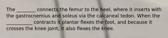 The ________ connects the femur to the heel, where it inserts with the gastrocnemius and soleus via the calcaneal tedon. When the ___________ contracts it plantar flexes the foot, and because it crosses the knee joint, it also flexes the knee.