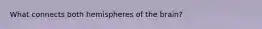 What connects both hemispheres of the brain?