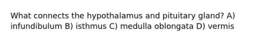 What connects the hypothalamus and pituitary gland? A) infundibulum B) isthmus C) medulla oblongata D) vermis