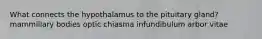 What connects the hypothalamus to the pituitary gland? mammillary bodies optic chiasma infundibulum arbor vitae