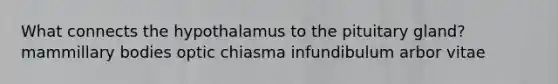 What connects the hypothalamus to the pituitary gland? mammillary bodies optic chiasma infundibulum arbor vitae