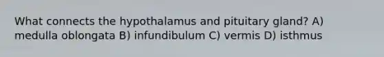 What connects the hypothalamus and pituitary gland? A) medulla oblongata B) infundibulum C) vermis D) isthmus