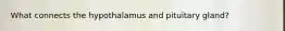 What connects the hypothalamus and pituitary gland?