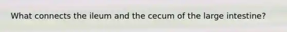 What connects the ileum and the cecum of the large intestine?