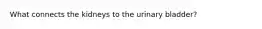 What connects the kidneys to the urinary bladder?