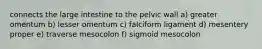 connects the large intestine to the pelvic wall a) greater omentum b) lesser omentum c) falciform ligament d) mesentery proper e) traverse mesocolon f) sigmoid mesocolon