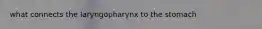 what connects the laryngopharynx to the stomach