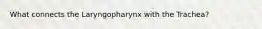 What connects the Laryngopharynx with the Trachea?