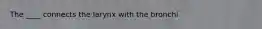 The ____ connects the larynx with the bronchi