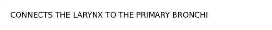 CONNECTS THE LARYNX TO THE PRIMARY BRONCHI