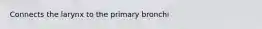 Connects the larynx to the primary bronchi