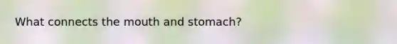 What connects the mouth and stomach?