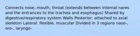 Connects nose, mouth, throat (extends between internal nares and the entrances to the trachea and esophagus) Shared by digestive/respiratory system Walls Posterior: attached to axial skeleton Lateral: flexible, muscular Divided in 3 regions naso-, oro-, laryngo-