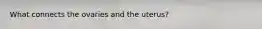 What connects the ovaries and the uterus?