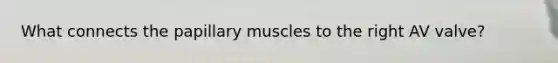 What connects the papillary muscles to the right AV valve?