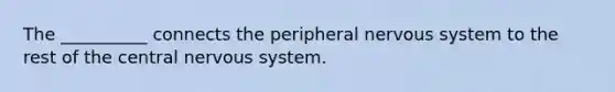 The __________ connects the peripheral nervous system to the rest of the central nervous system.