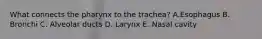 What connects the pharynx to the trachea? A.Esophagus B. Bronchi C. Alveolar ducts D. Larynx E. Nasal cavity