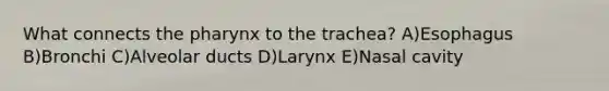 What connects the pharynx to the trachea? A)Esophagus B)Bronchi C)Alveolar ducts D)Larynx E)Nasal cavity