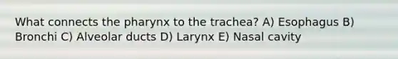 What connects the pharynx to the trachea? A) Esophagus B) Bronchi C) Alveolar ducts D) Larynx E) Nasal cavity