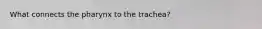 What connects the pharynx to the trachea?