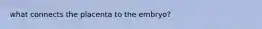 what connects the placenta to the embryo?