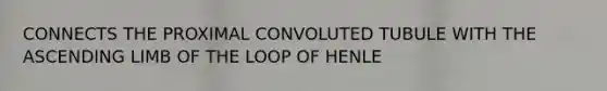 CONNECTS THE PROXIMAL CONVOLUTED TUBULE WITH THE ASCENDING LIMB OF THE LOOP OF HENLE