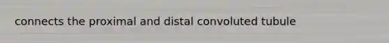 connects the proximal and distal convoluted tubule