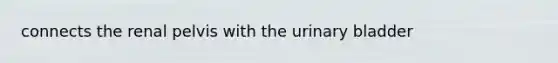 connects the renal pelvis with the urinary bladder