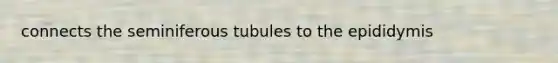 connects the seminiferous tubules to the epididymis