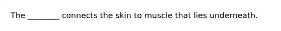 The ________ connects the skin to muscle that lies underneath.