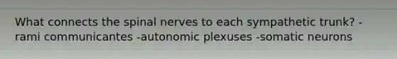 What connects the spinal nerves to each sympathetic trunk? -rami communicantes -autonomic plexuses -somatic neurons