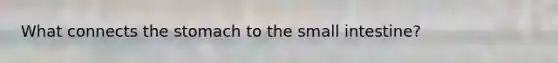 What connects the stomach to the small intestine?