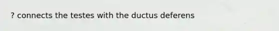 ? connects the testes with the ductus deferens