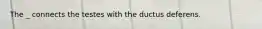 The _ connects the testes with the ductus deferens.