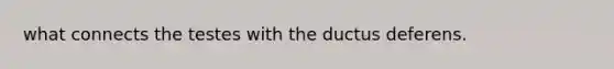 what connects the testes with the ductus deferens.