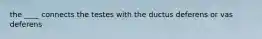 the ____ connects the testes with the ductus deferens or vas deferens