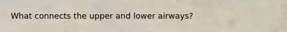 What connects the upper and lower airways?