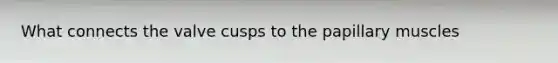 What connects the valve cusps to the papillary muscles