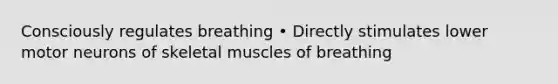 Consciously regulates breathing • Directly stimulates lower motor neurons of skeletal muscles of breathing