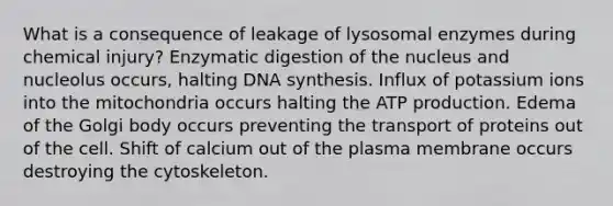 What is a consequence of leakage of lysosomal enzymes during chemical injury? Enzymatic digestion of the nucleus and nucleolus occurs, halting DNA synthesis. Influx of potassium ions into the mitochondria occurs halting the ATP production. Edema of the Golgi body occurs preventing the transport of proteins out of the cell. Shift of calcium out of the plasma membrane occurs destroying the cytoskeleton.