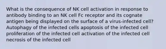 What is the consequence of NK cell activation in response to antibody binding to an NK cell Fc receptor and its cognate antigen being displayed on the surface of a virus-infected cell? Autophagy of the infected cells apoptosis of the infected cell proliferation of the infected cell activation of the infected cell necrosis of the infected cell