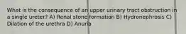 What is the consequence of an upper urinary tract obstruction in a single ureter? A) Renal stone formation B) Hydronephrosis C) Dilation of the urethra D) Anuria