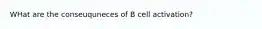 WHat are the conseuquneces of B cell activation?